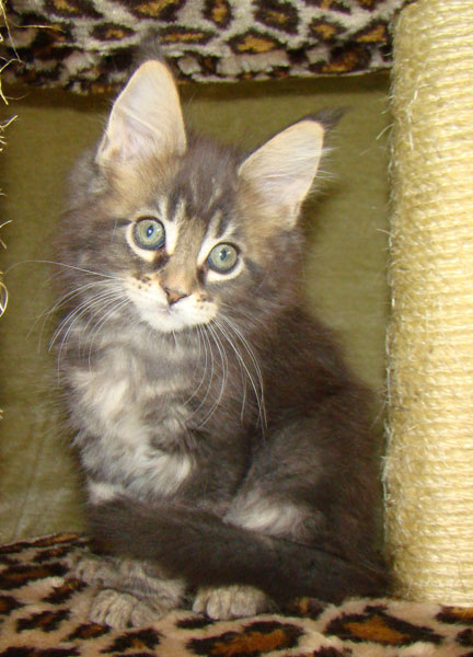     Catsvill County!   !    !       !!!    Catsvill County +7-926-544-74-09     .   ,   ,   ,    ,   ,  ,     ,   -,    ,   !